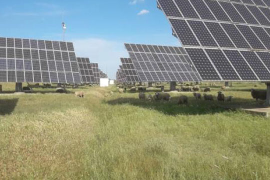 Desbroce sostenible placas solares